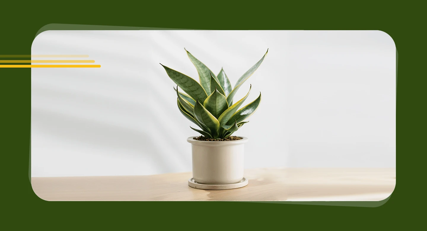 سانسوریا (Snake Plant)