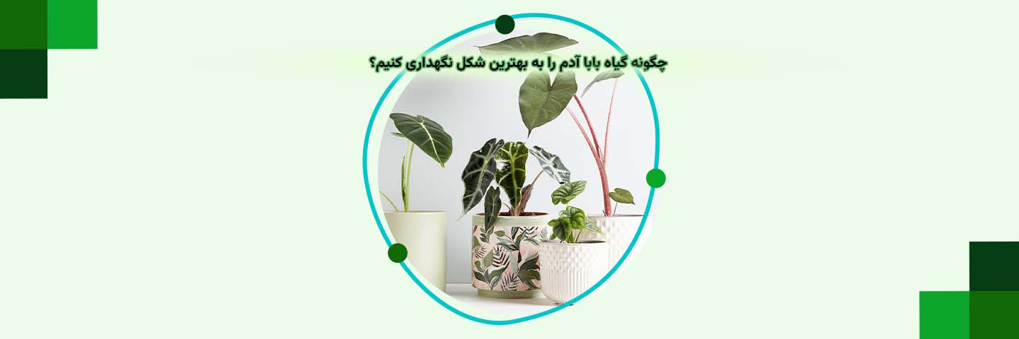 چگونه گیاه بابا آدم را به بهترین شکل نگهداری کنیم؟