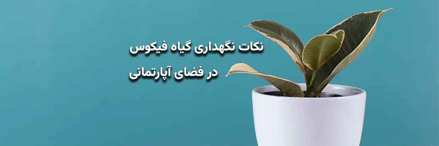 نکات نگهداری گیاه فیکوس در فضای آپارتمانی