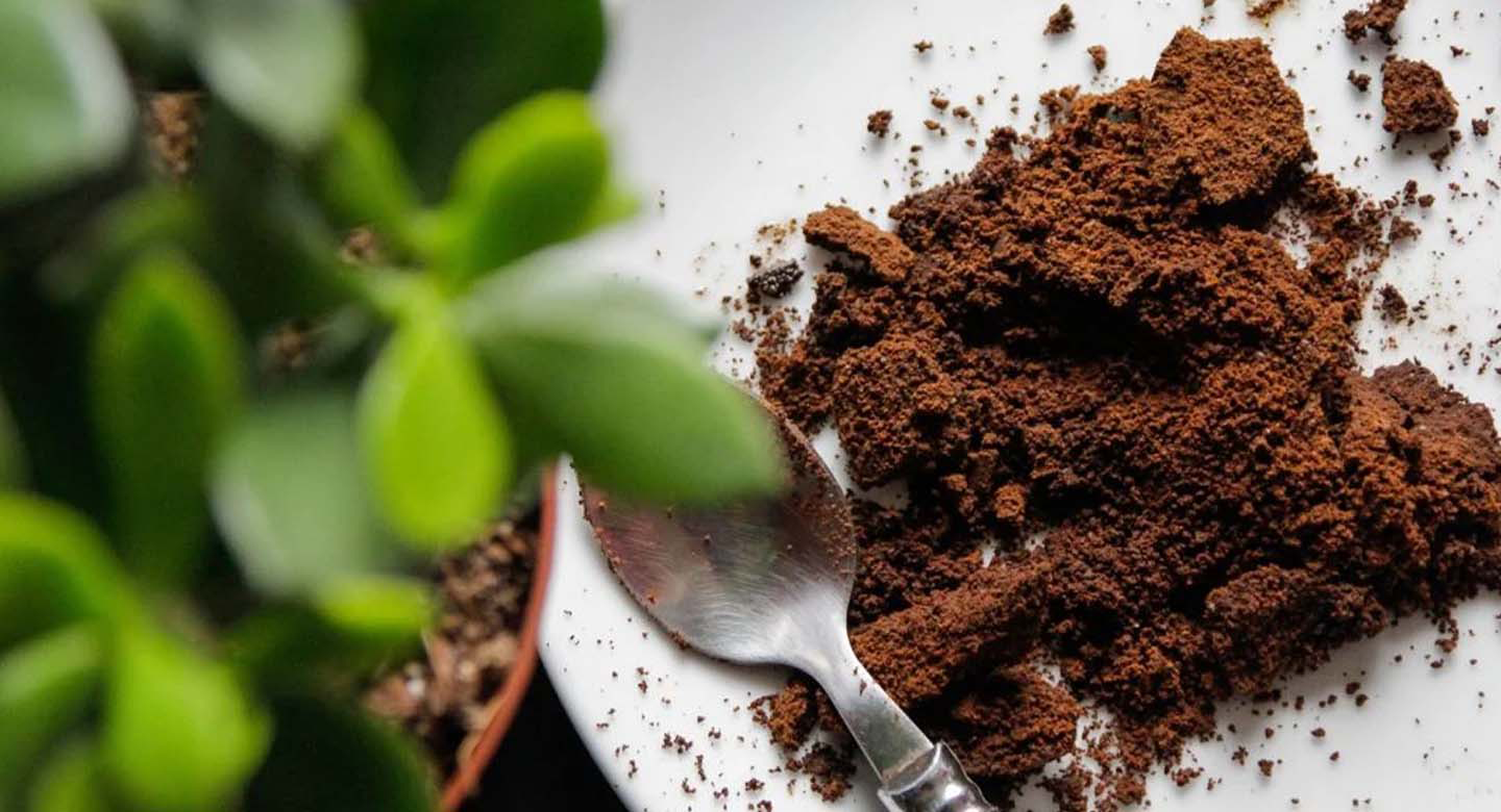 تفاله قهوه؛ نیتروژنی ملایم برای برگ‌هایی سبز و شاداب