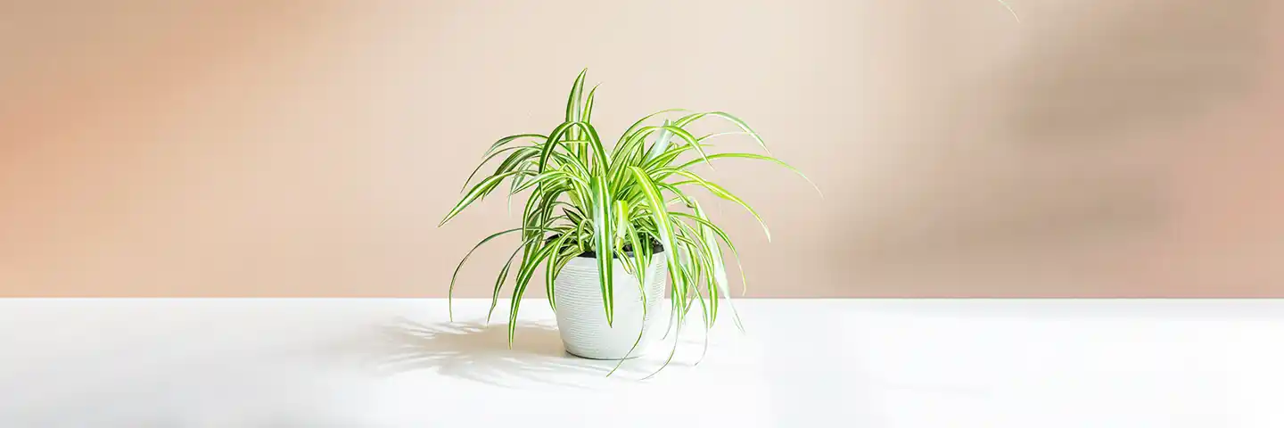 راهنمای جامع نگهداری گیاه گندمی در آپارتمان: نور، آب، رطوبت و تکثیر