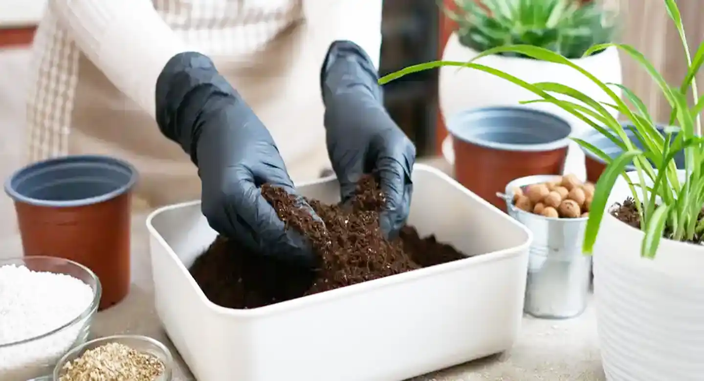 رطوبت، خاک و گلدان؛ راز شادابی گندمی