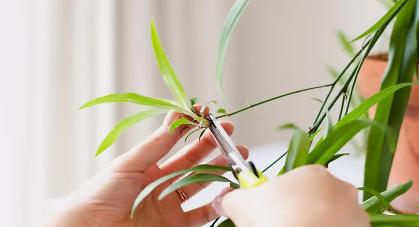 هرس و تکثیر گندمی؛ راز زنده و پرنشاط ماندن