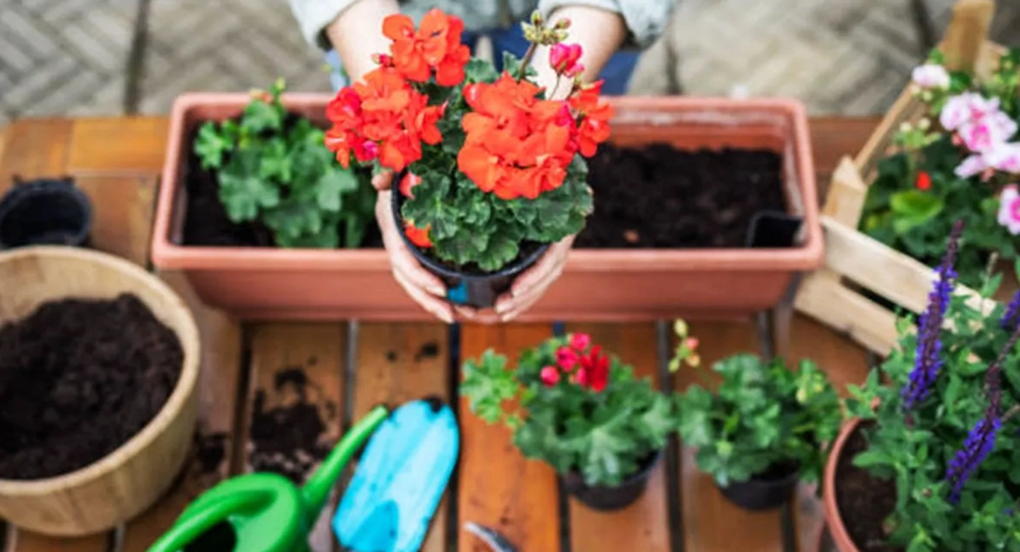 چرا شمعدانی بدون خاک تازه شاداب نمی‌ماند؟