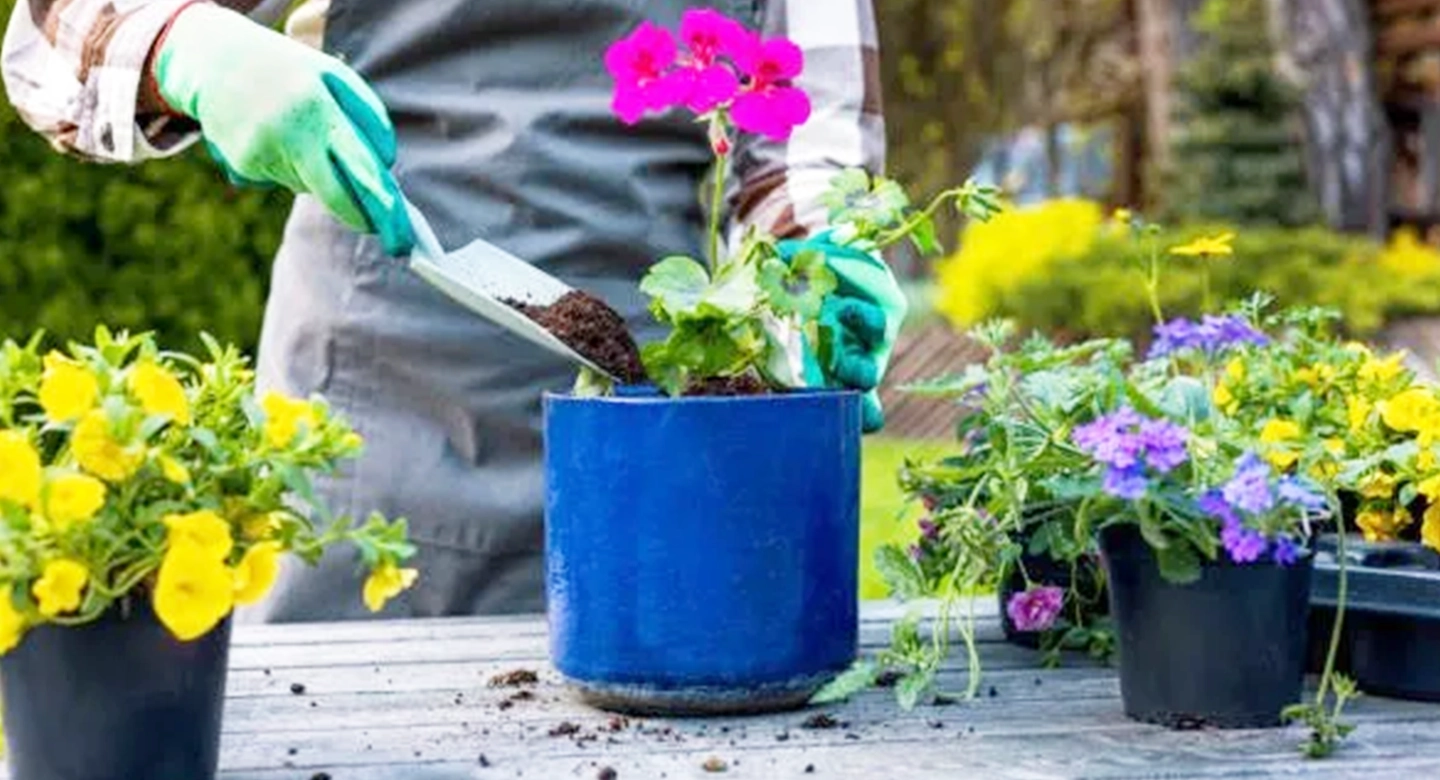 چه فصلی برای تعویض خاک شمعدانی مناسب‌تر است؟