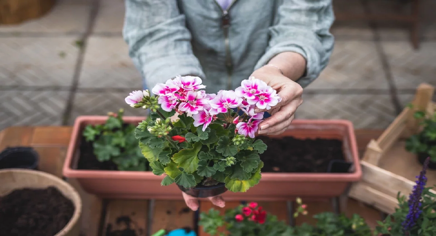 رازهای نگهداری شمعدانی بعد از تعویض خاک